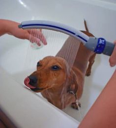 a dog is being washed in the bathtub