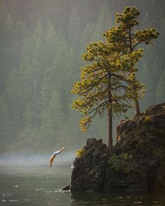 an image of a bird flying over the water near a tree on a rock island