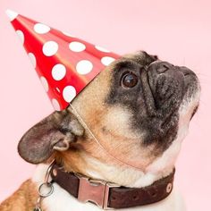 a dog wearing a red party hat with white polka dots