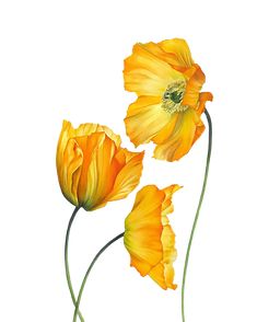 two yellow flowers on a white background