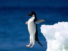 a penguin is flying over an iceberg in the ocean