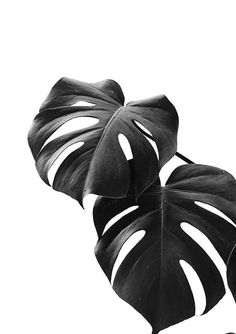 black and white photograph of monster leaves on a white background with the word love written below it