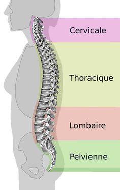 the back view of a person's neck with three sections labeled in different colors