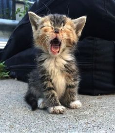 a kitten yawning while sitting on the ground