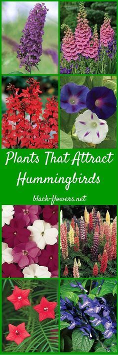 the cover of plants that attract hummingbirds by black flowers net, with pictures of different types