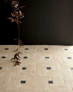 a plant that is growing out of a tile floor