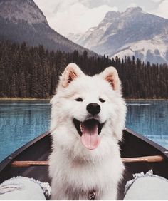 a white dog sitting in the front of a boat with its mouth open and tongue out