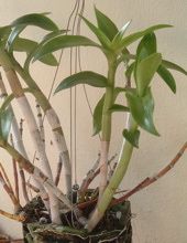 a potted plant sitting on top of a wooden table next to a white wall