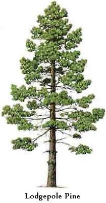 an image of a pine tree with the words lodgepole pine on it's side