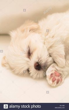 a white puppy sleeping on the floor with his head resting on its paws - stock image