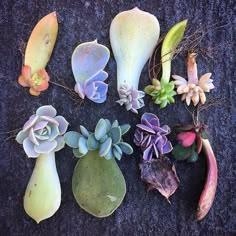 several different types of succulents on the ground