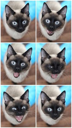 four pictures of a siamese cat with blue eyes and one has it's mouth open