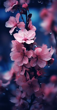 pink flowers with water droplets on them are in the foreground and dark blue background