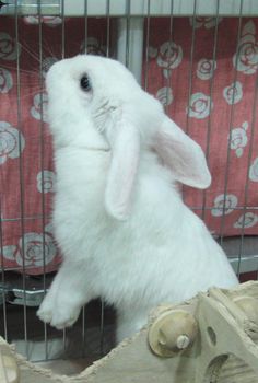 a white rabbit sitting inside of a cage