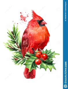 watercolor painting of a cardinal sitting on a holly branch with berries and green leaves