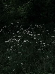 white flowers are growing in the middle of a dark forest with tall grass and trees