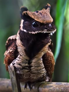 a small brown and black frog sitting on top of a wooden stick