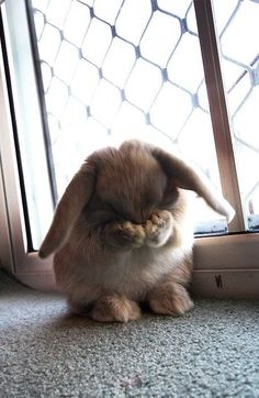 a rabbit sitting in front of a window with the caption'eu nou olhar ate vc me curtir