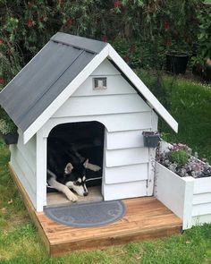 a black and white dog is laying in his kennel with its head inside the door