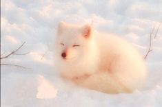 a small white dog laying in the snow with its eyes closed and it's head turned to the side