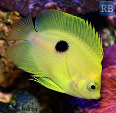 a close up of a fish on a coral