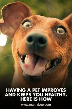 a dog with its mouth open and the words having a pet improves and keeps you healthy here is how