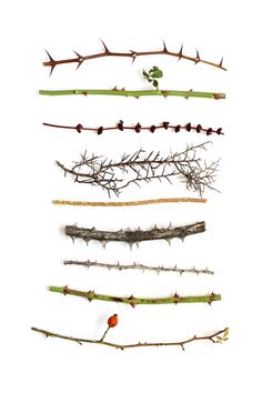 several different types of plants and twigs