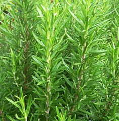 some very pretty green plants in the grass