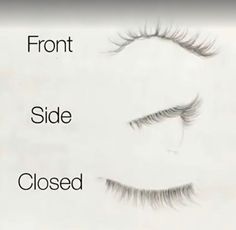 the front and side of eyelashes are shown with long, thin lashes on each side