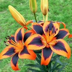 an orange and black flower with green grass in the background