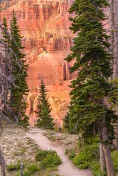 the trail is surrounded by tall trees and cliffs