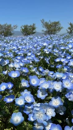 Pretty Blue Things, Nemophila Flower, Pretty Blue Flowers, Beautiful Blue Flowers, Photos Flowers, Pretty Landscapes