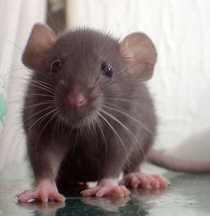 a small rat sitting on top of a table next to a white cloth covered wall