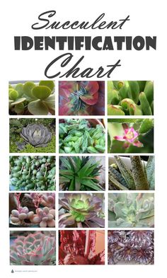 an assortment of succulent identification chart with text overlaying the pictures and title