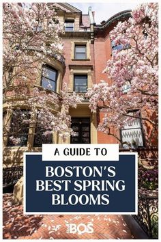 the boston's best spring blooms are blooming in front of this brownstone building