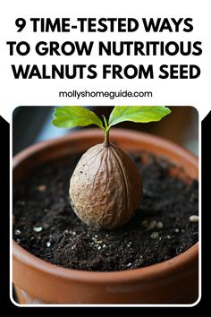 a seedling plant with the words 9 time - tested ways to grow nutritious walnuts from seed