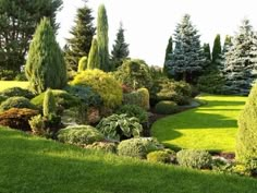 a lush green garden with lots of trees