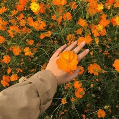 a person's hand reaching for an orange flower