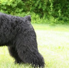 a large black bear standing on top of a lush green field