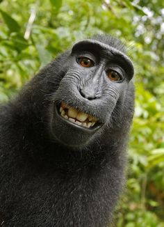 a close up of a black monkey with its mouth open and tongue out in front of the camera