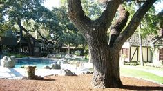 a large tree sitting next to a swimming pool in a yard with rocks on the ground