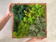 a person holding a wooden box filled with different types of green plants in it's hands