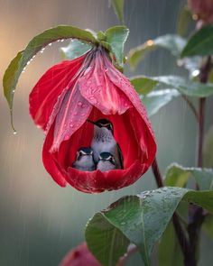 two birds sitting in the middle of a red flower with water droplets on it's petals