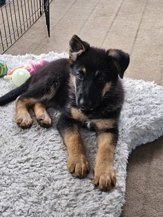 a black and brown dog laying on top of a white rug next to a cage