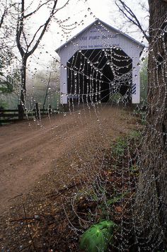 raindrops are covering the branches of a tree next to a covered in barn