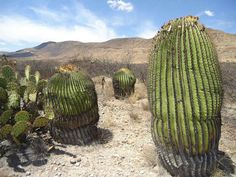 three large cactus plants in the desert with mountains in the background