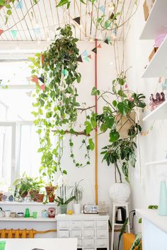 Say hello to a happier, healthier home office!😃 Discover the amazing benefits of indoor plants and learn how they can improve your well-being by boosting productivity, reducing stress, and creating a more enjoyable workspace.💼🌱 Ivy Plant Indoor, Pothos Plant Care, Air Cleaning Plants, Air Purifying House Plants, Living Vintage, Ivy Plants, Pothos Plant, Low Light Plants, Trailing Plants