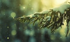 a tree branch covered in snow with the sun shining down on it's branches