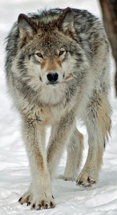 a wolf is walking through the snow near a tree