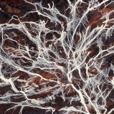 an aerial view of tree branches in the ground, with brown and white paint on them